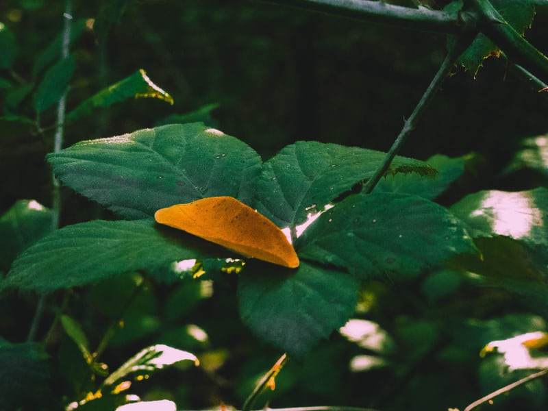 nature 4