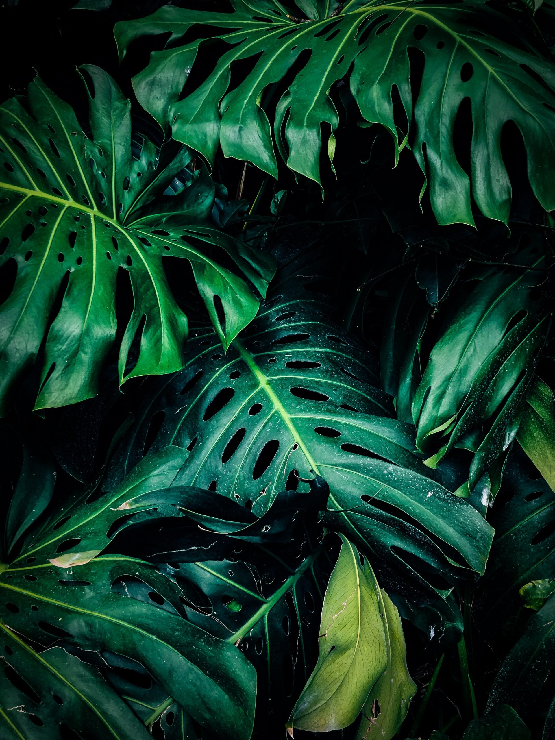 pexels-aditya-aiyar-1407305